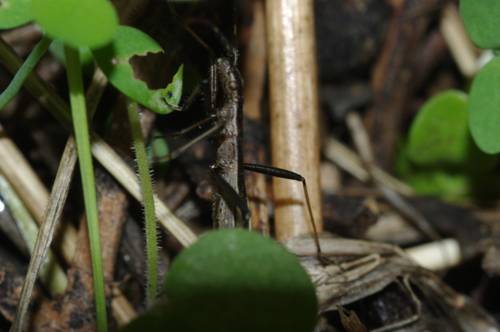 Alydidae: Micrelytra fossularum della Calabria (CS)